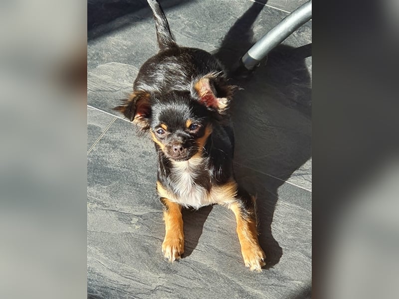 Super hübsche Black&tan langhaar Chihuahua Hündin aus bester Aufzucht