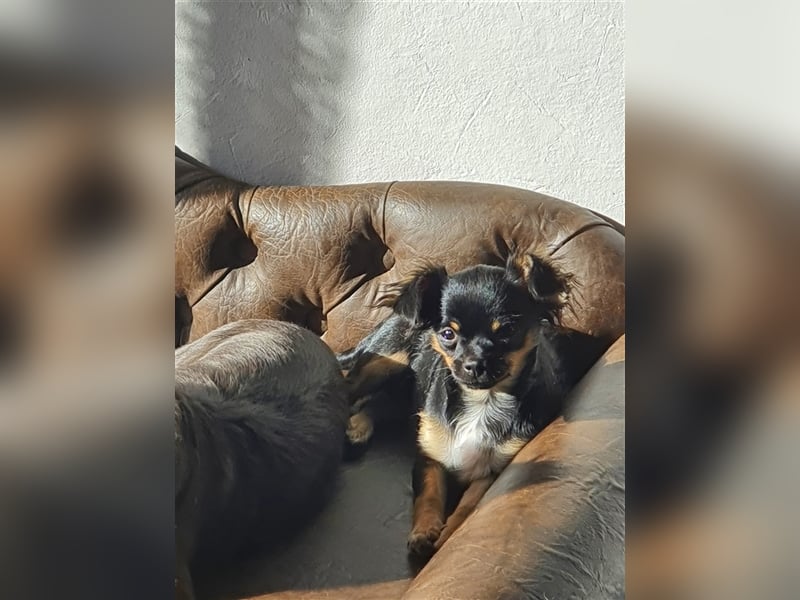 Super hübsche Black&tan langhaar Chihuahua Hündin aus bester Aufzucht