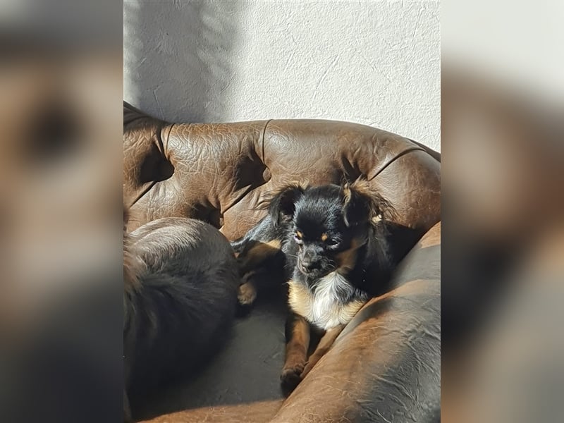 Super hübsche Black&tan langhaar Chihuahua Hündin aus bester Aufzucht