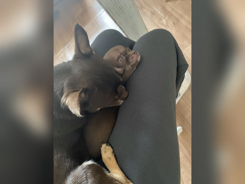 Kleine Chihuahuafamilie sucht neues Zuhause