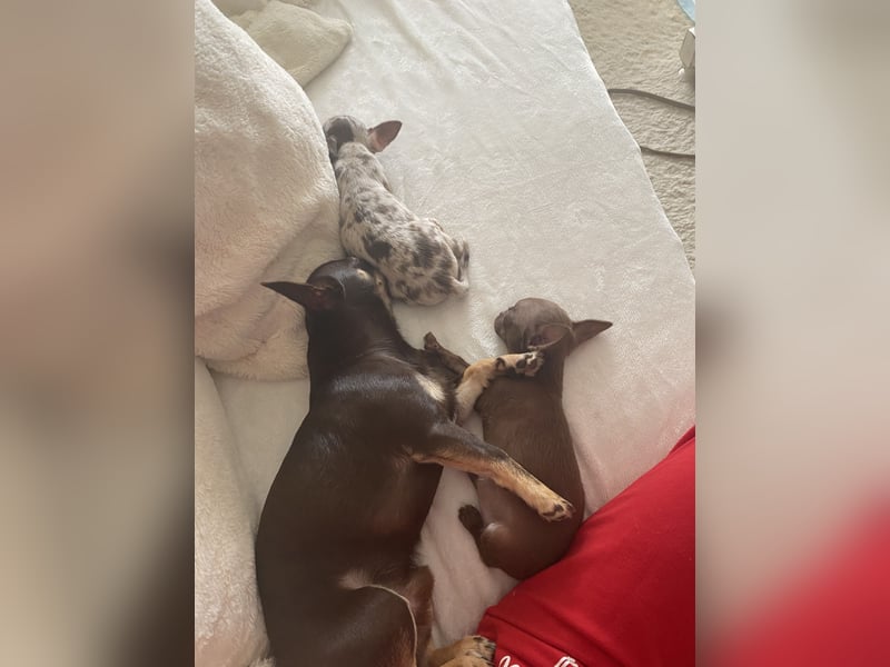 Kleine Chihuahuafamilie sucht neues Zuhause