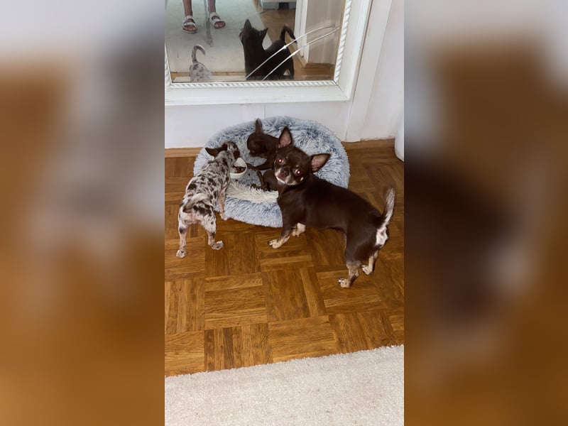 Kleine Chihuahuafamilie sucht neues Zuhause