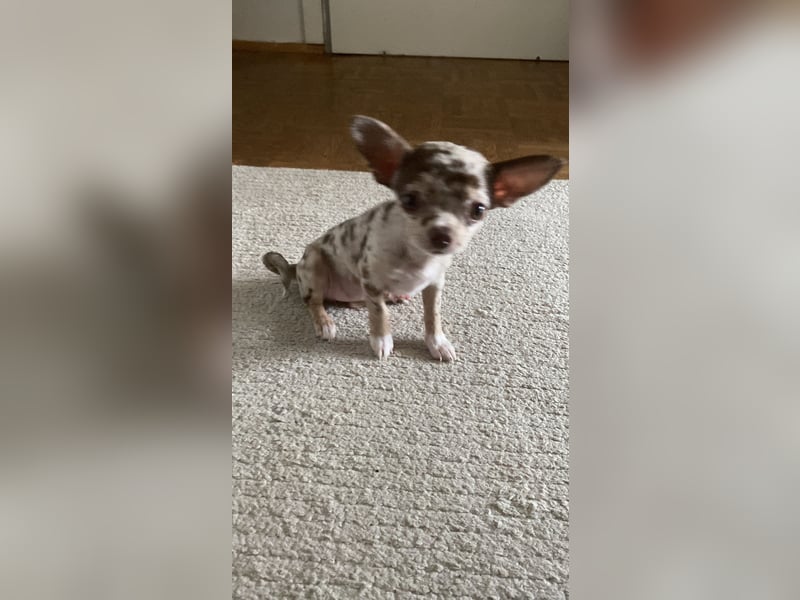 Kleine Chihuahuafamilie sucht neues Zuhause