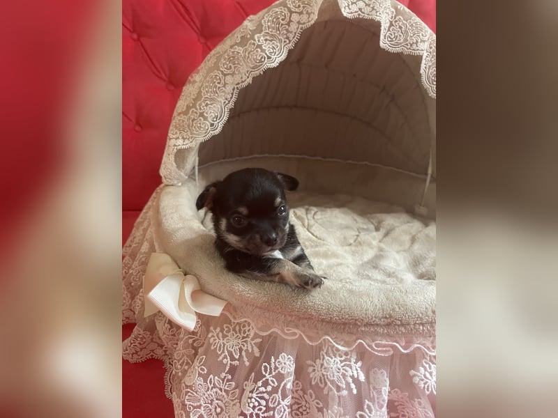 Chihuahua Welpen