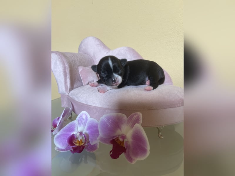 Chihuahua Welpen