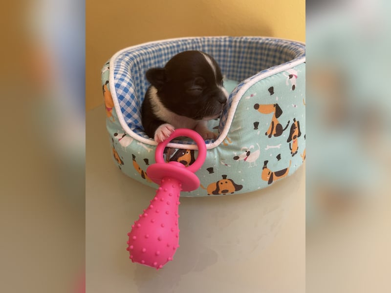 Chihuahua Welpen