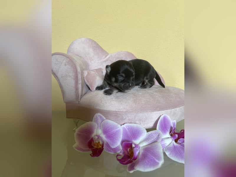 Chihuahua Welpen