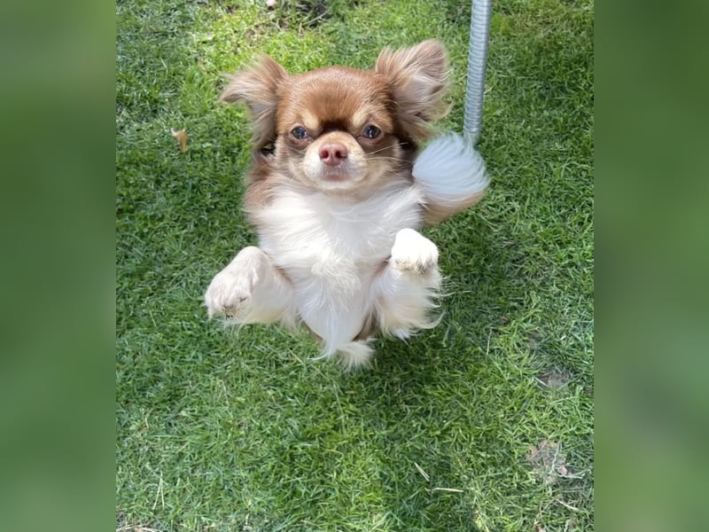 Chihuahua Welpen