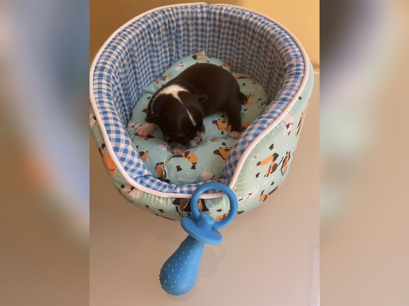 Chihuahua Welpen