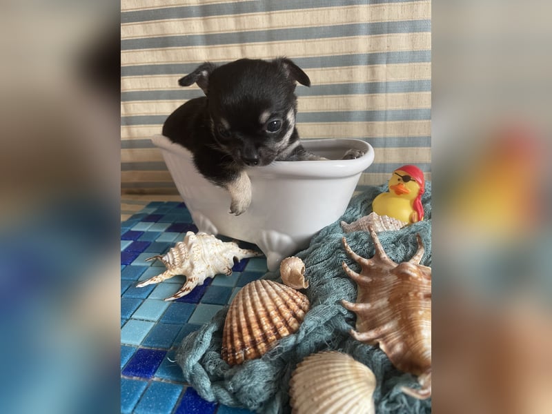 Chihuahua Welpen