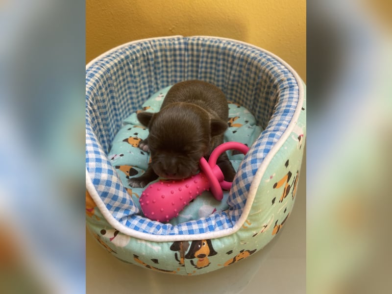 Chihuahua Welpen
