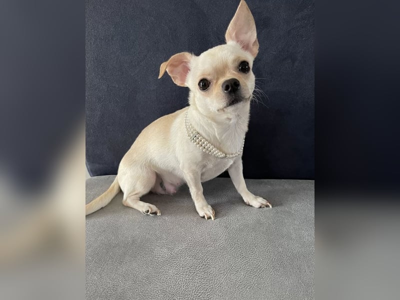 Chihuahua Welpen