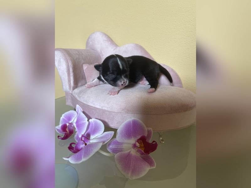 Chihuahua Welpen