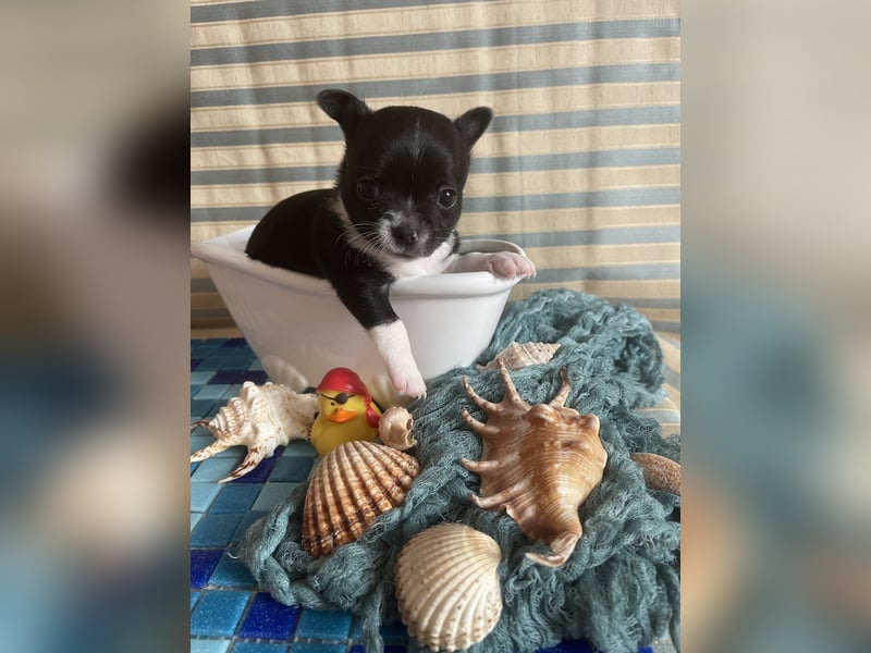 Chihuahua Welpen