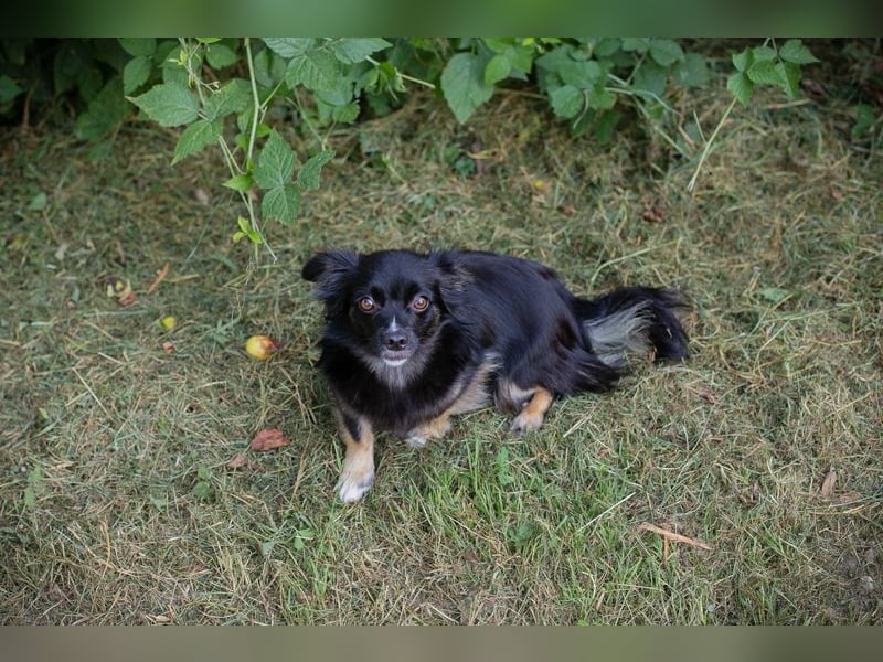 Kiki: Sucht ein Zuhause