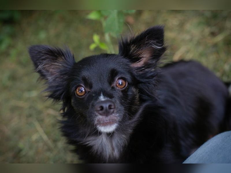 Kiki: Sucht ein Zuhause