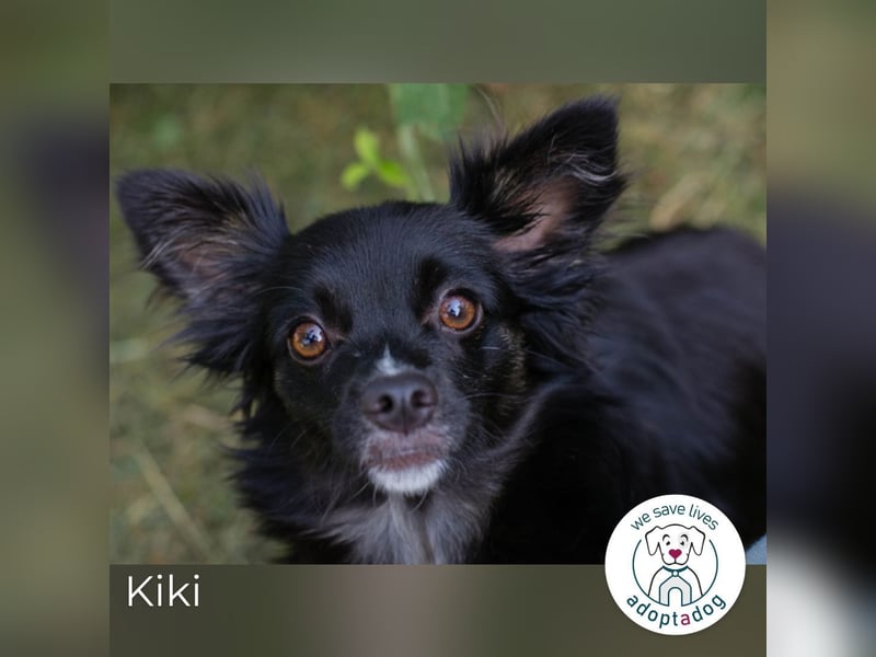 Kiki: Sucht ein Zuhause