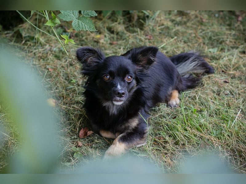 Kiki: Sucht ein Zuhause