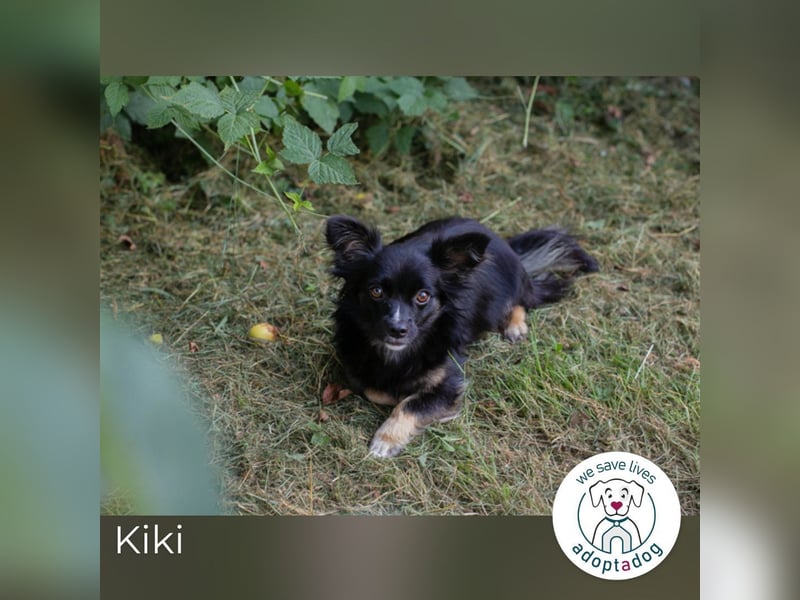Kiki: Sucht ein Zuhause