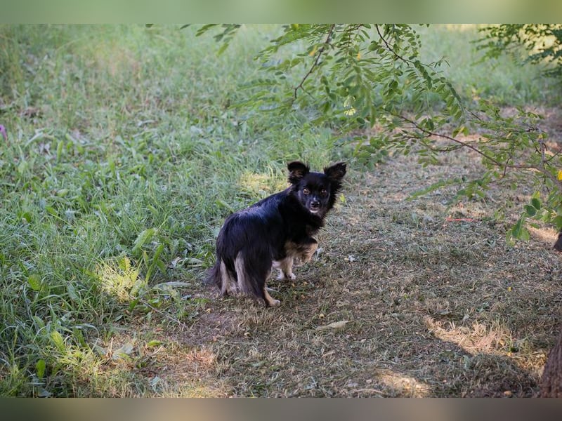 Kiki: Sucht ein Zuhause