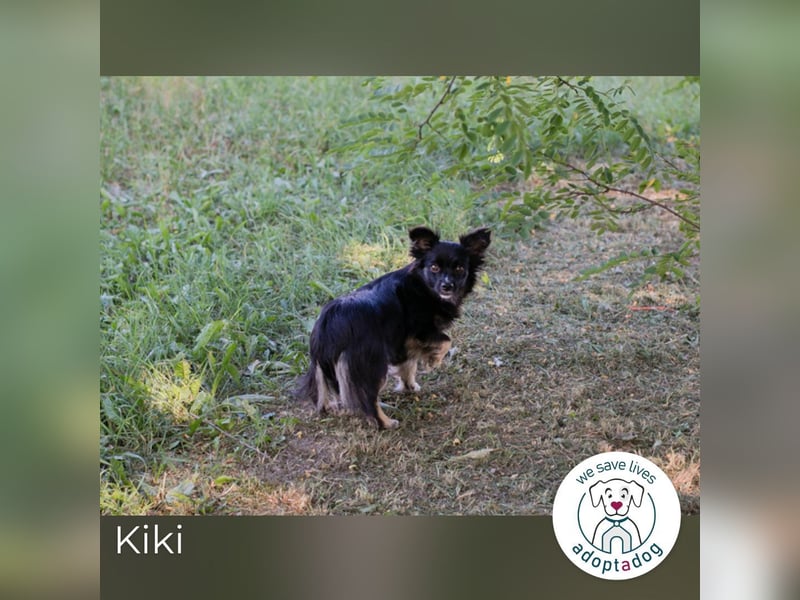Kiki: Sucht ein Zuhause