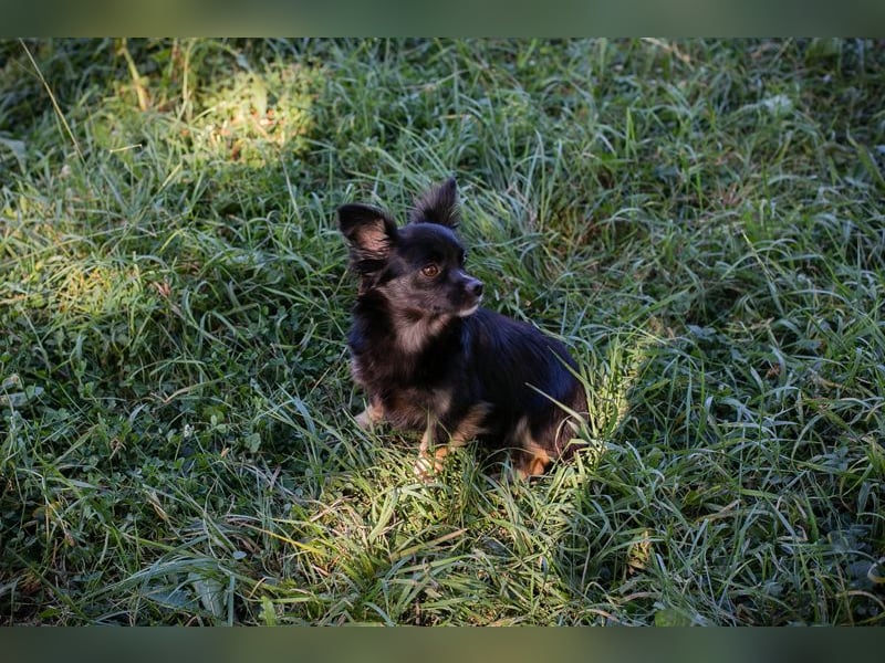 Kiki: Sucht ein Zuhause