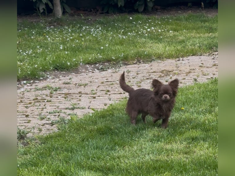 Chihuahua Welpen reinrassig Rüde