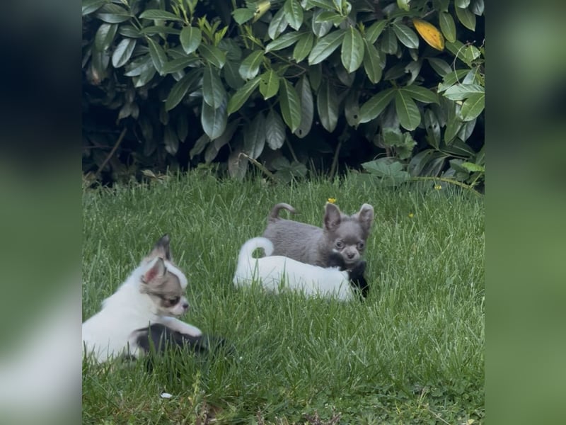 Chihuahua Welpen reinrassig Rüde