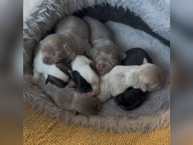Chihuahua Welpen reinrassig Rüde