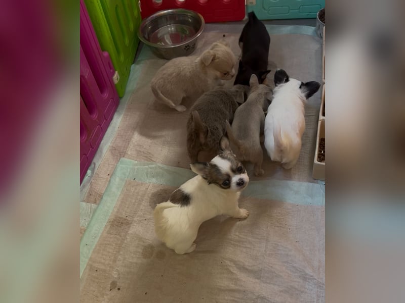Chihuahua Welpen reinrassig Rüde