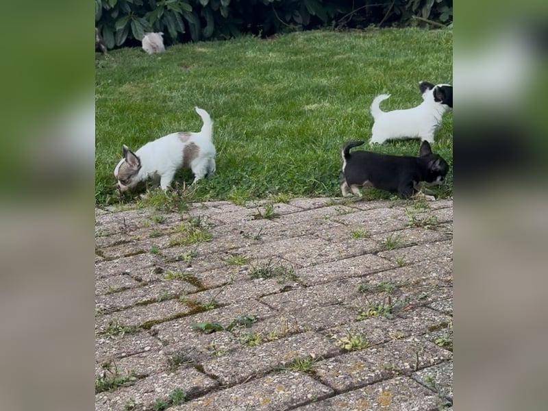 Chihuahua Welpen reinrassig Rüde