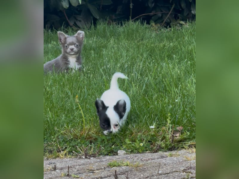 Chihuahua Welpen reinrassig Rüde