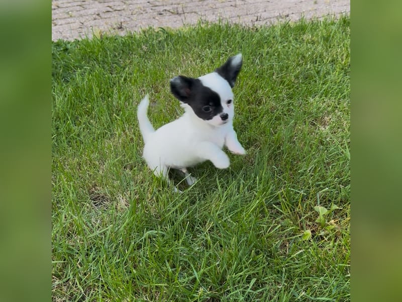 Chihuahua Welpen reinrassig Rüde