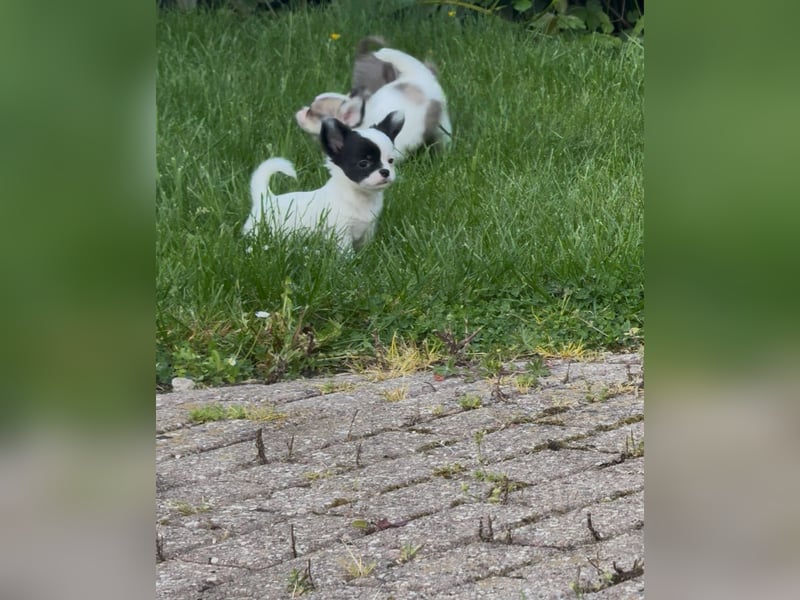 Chihuahua Welpen reinrassig Rüde