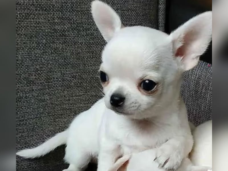 Chihuahua Welpen reinrassig Rüde