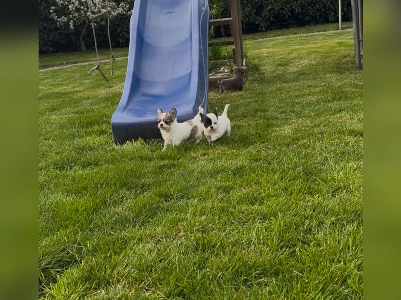 Chihuahua Welpen reinrassig Rüde