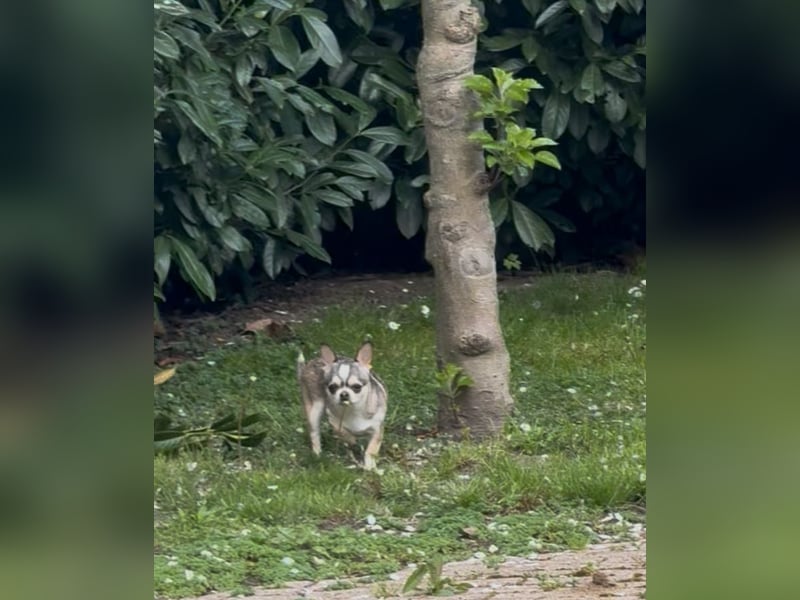Chihuahua Welpen reinrassig Rüde