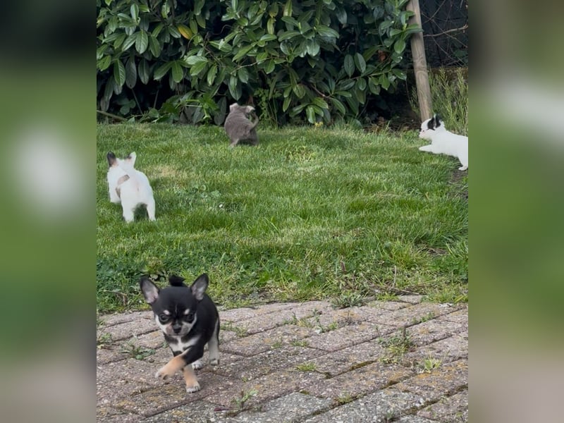 Chihuahua Welpen reinrassig Rüde