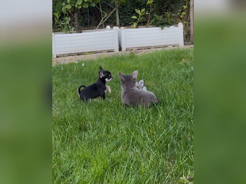 Chihuahua Welpen reinrassig Rüde