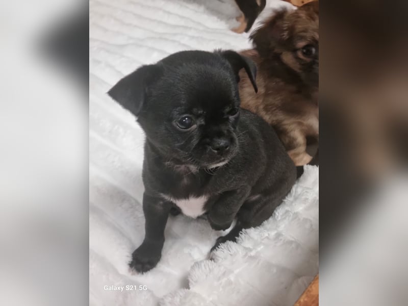 Chihuahua-Welpen reinrassig