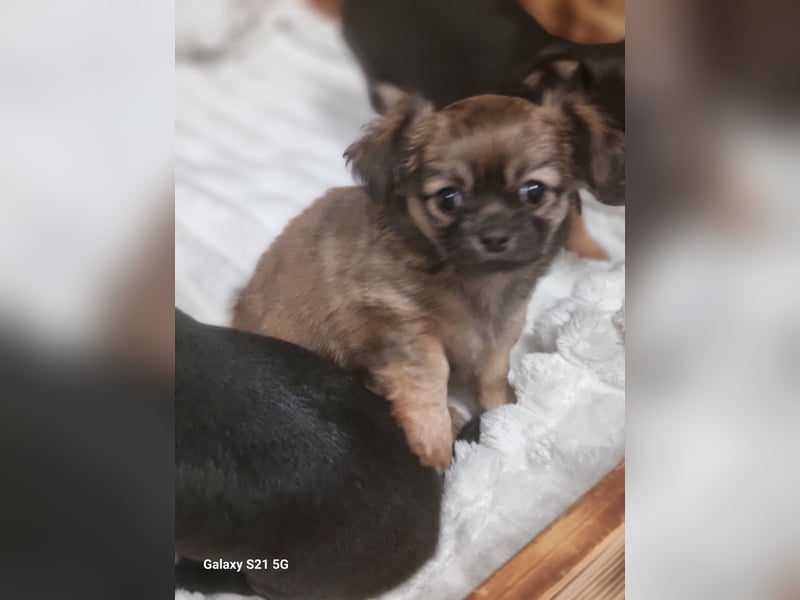 Chihuahua-Welpen reinrassig