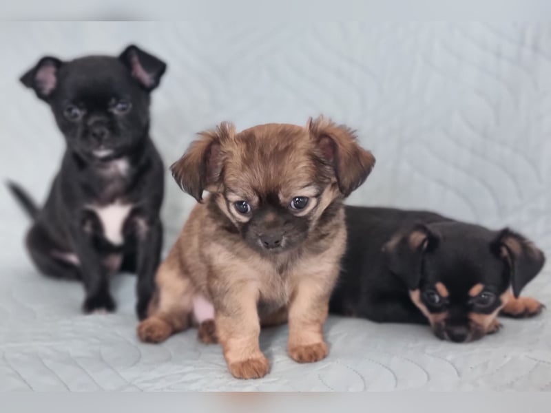 Chihuahua-Welpen reinrassig