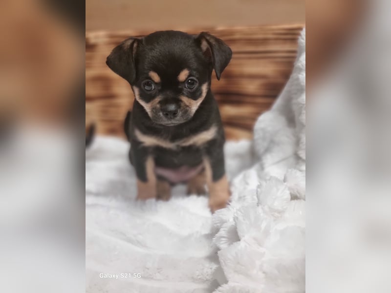 Chihuahua-Welpen reinrassig