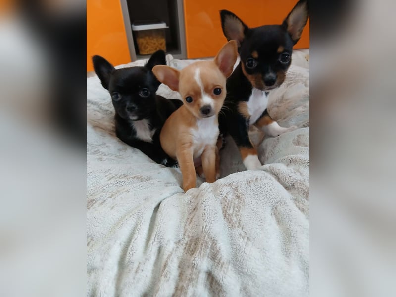 3 Chihuahua Welpen