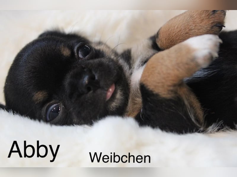 Chihuahua Welpe Black an Tan kurzhaar