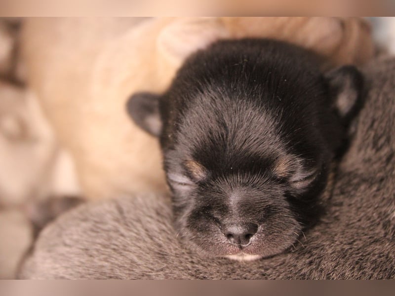 Chihuahua Welpe Black an Tan kurzhaar