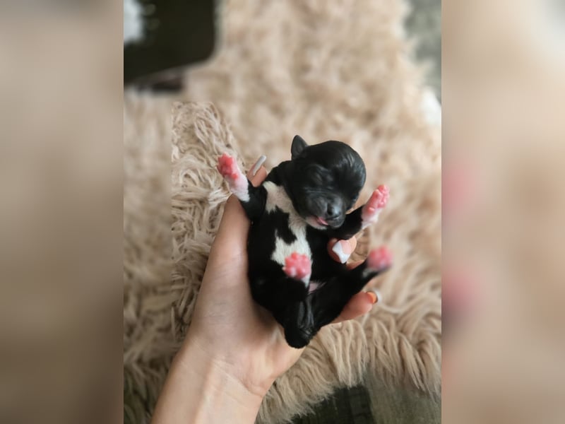 Chihuahua Welpen