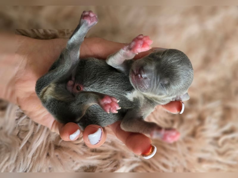 Chihuahua Welpen
