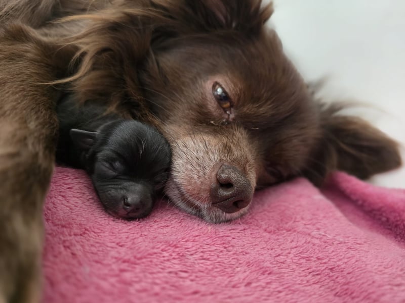 Chihuahua Welpen