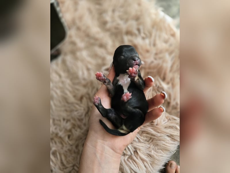 Chihuahua Welpen
